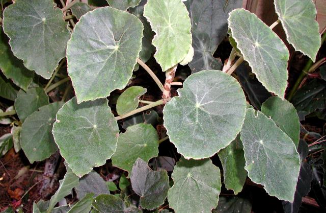 B. kellermanii